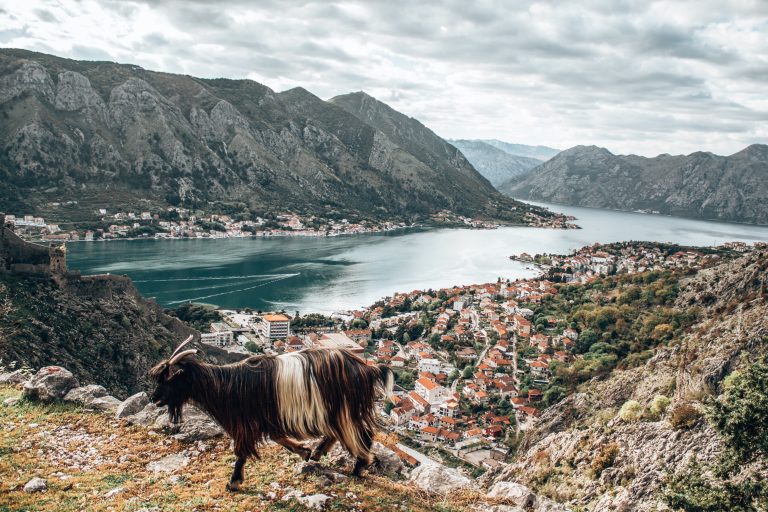 How to get from Dubrovnik to Kotor by bus
